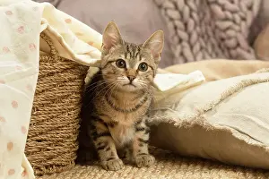 Shorthairs: European shorthair kitten indoors