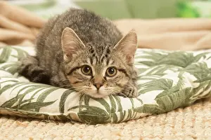 Shorthairs: European shorthair kitten indoors