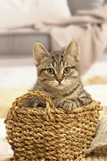 Shorthairs: European shorthair kitten indoors