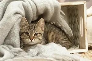 Shorthairs: European shorthair kitten indoors