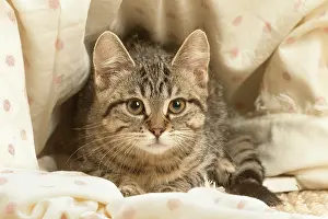 Shorthairs: European shorthair kitten indoors