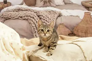 Shorthairs: European shorthair kitten indoors