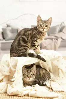 Shorthairs: Two European shorthair kittens indoors