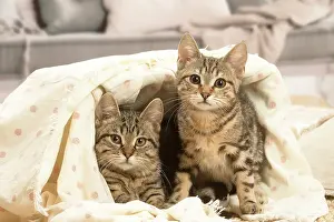 Shorthairs: Two European shorthair kittens indoors