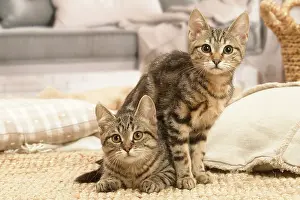 Shorthairs: Two European shorthair kittens indoors