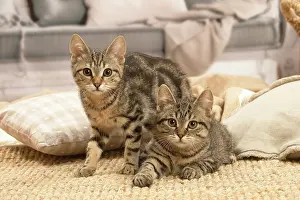 Shorthairs: Two European shorthair kittens indoors