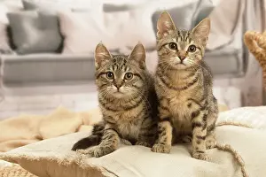Shorthairs: Two European shorthair kittens indoors