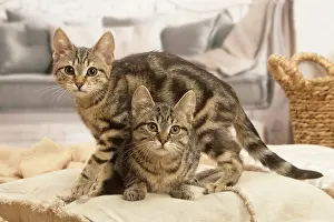 Shorthairs: Two European shorthair kittens indoors