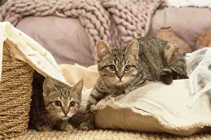 Shorthairs: Two European shorthair kittens indoors