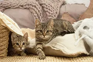 Shorthairs: Two European shorthair kittens indoors
