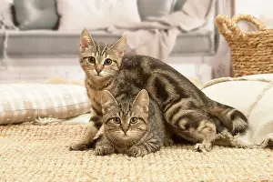 Shorthairs: Two European shorthair kittens indoors