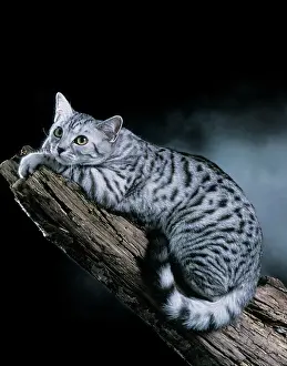 Supernatural: European Silver Spotted Tabby Cat