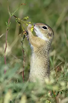 Souslik: European Souslik / Suslik / Ground Squirrel - Feeding