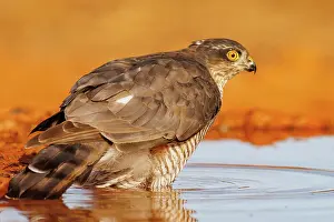 Espagne: European Sparrowhawk