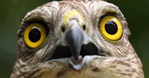 Nisus: European Sparrowhawk (accipiter nisus), Portrait