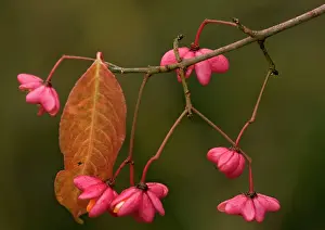 Spindle: European Spindle in autumn: berries with arils
