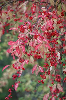 Spindle: European Spindle - berries and leaves
