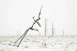 Fagnes: European Spruce