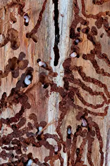 Larval: European spruce bark beetle (Ips typographus), beetles