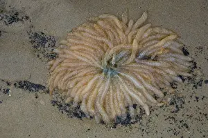 Cord: European Squid