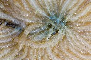 Cord: European Squid