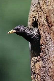 Cavities: European Starling