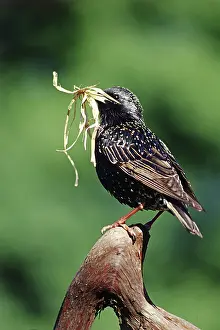 Sturnidae: European Starling