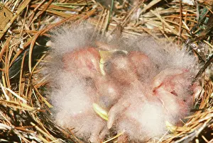 Sturnidae: European Starling Chicks