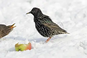 Submissive: European Starling - in snow feeding on apple