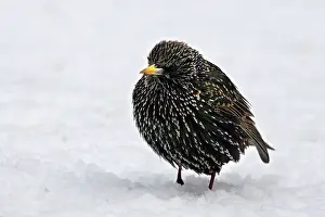 Fluffed: European Starling - in snow - fluffed up against cold