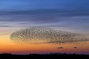Starling: European starling (Sturnus vulgaris) murmuration
