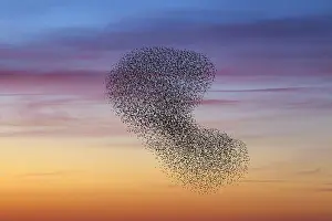 Starling: European starling (Sturnus vulgaris) murmuration