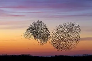 Starling: Two European starling (Sturnus vulgaris) murmurations