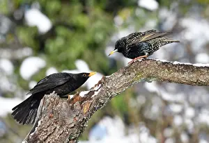 Competitions: European Starling (Sturnus vulgaris) nagged by a