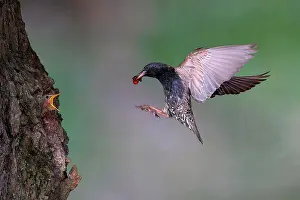 Natur: European starling (Sturnus vulgaris), old bird with
