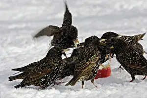Squabbling: European Starlings - in snow squabbling over apple
