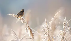 Saxicola: European Stonechat