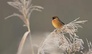 Saxicola: European Stonechat