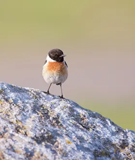 Saxicola: European Stonechat