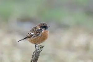 Saxicola: European Stonechat