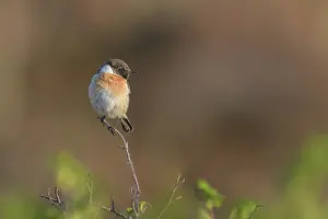 Saxicola: European Stonechat