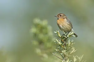 Saxicola: European Stonechat