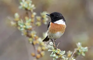 Buckthorn: European Stonechat
