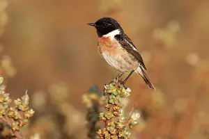 Buckthorn: European Stonechat