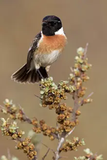 Buckthorn: European Stonechat
