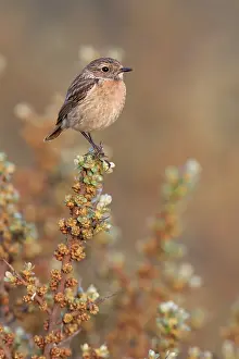 Buckthorn: European Stonechat