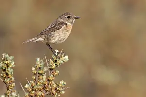 Buckthorn: European Stonechat