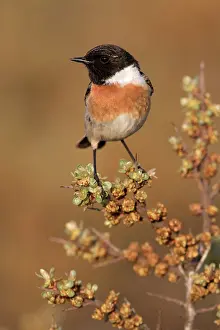 Buckthorn: European Stonechat
