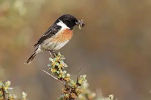 Buckthorn: European Stonechat