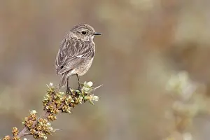 Buckthorn: European Stonechat